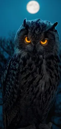 This phone live wallpaper features a striking image of an owl sitting on a branch with a full moon in the background, creating a moody and atmospheric scene that makes a stunning addition to any phone's wallpaper collection