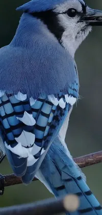 This phone live wallpaper features a side view close up of a blue bird with white spots, sitting on top of a vibrant blue tree branch with small green leaves