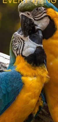 This phone wallpaper showcases two colorful birds standing next to each other in a lovely kiss