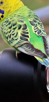Bird Light Parrot Live Wallpaper