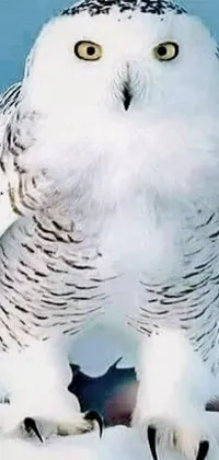 Bird Light Terrestrial Animal Live Wallpaper