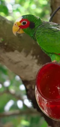Add a touch of nature to your phone with this stunning live wallpaper! Featuring a lively green parrot sitting on a unique bird feeder, the background is inspired by colorful art and captures the essence of a peaceful morning watching birds