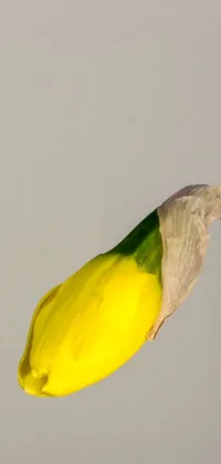 Bird Liquid Parrot Live Wallpaper