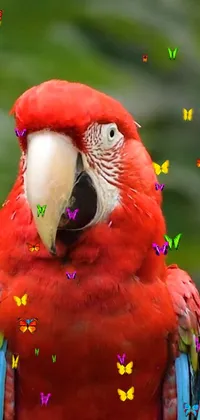 Bird Macaw Beak Live Wallpaper