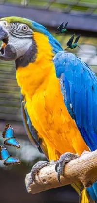 Bird Macaw Organism Live Wallpaper