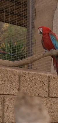 Bird Macaw Parrot Live Wallpaper
