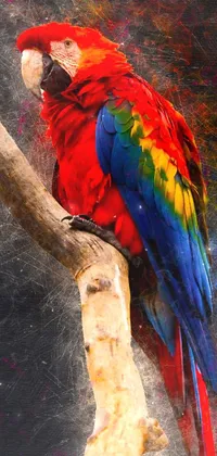 Bird Macaw Parrot Live Wallpaper