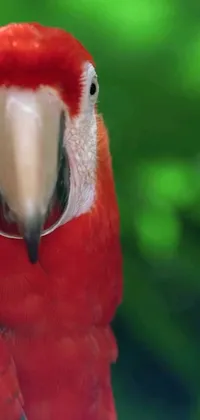 This lively phone live wallpaper showcases a stunning close-up of a beautiful red parrot set against a vibrant green background