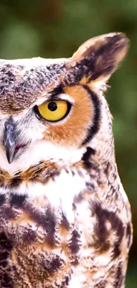 Get mesmerized by a stunning phone live wallpaper featuring a magnificent owl with yellow eyes set against the backdrop of Albuquerque sunset