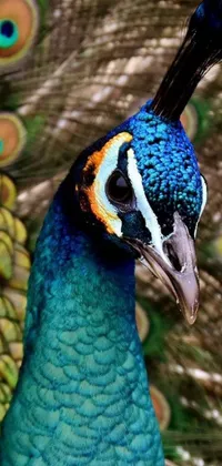 This live wallpaper features a stunning close-up image of a peacock with vibrant feathers in the background