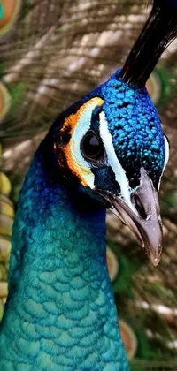 This phone live wallpaper features a stunning close-up of a colorful bird with feathers in an array of peacock colors