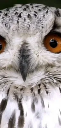 Add a touch of nature's beauty to your phone with this striking close-up owl live wallpaper