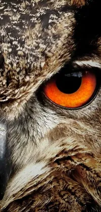 Enhance your mobile device's display with this stunning Owl live wallpaper