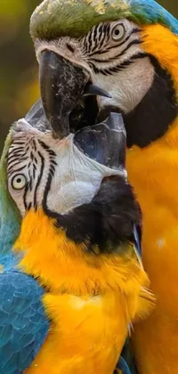 This live wallpaper showcases bright and colorful birds against a clear backdrop