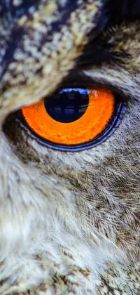 This live phone wallpaper depicts a stunning close-up shot of an owl's orange eye