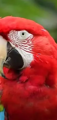 This stunning phone live wallpaper showcases a red parrot perched on a tree branch against a Renaissance-style background