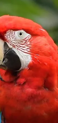 This phone live wallpaper showcases a stunning red parrot perched on a tree branch