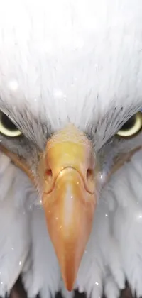 Get a hyper-realistic live wallpaper for your phone featuring the intense gaze of a bald eagle