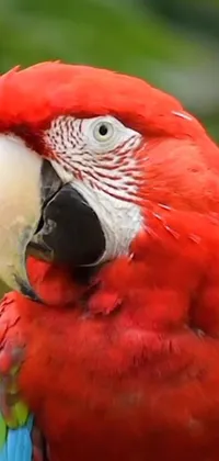 This live phone wallpaper features a striking red parrot perched on a tree branch