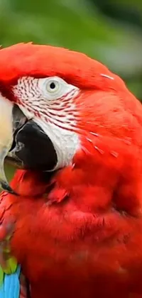 This phone live wallpaper features a stunning red parrot perched on a tree branch in the midst of a vibrant Amazonian forest