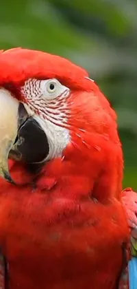 This animated live wallpaper captures the beauty of nature with an intricately designed image of a red parrot perched on a tree branch