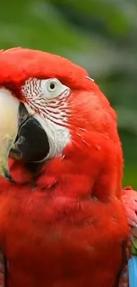Elevate your phone's wallpaper with this stunning live display featuring a red parrot perched on top of a tree branch against a tropical background