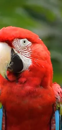 This stunning live wallpaper features a vibrant red parrot perched on a tree branch in portrait orientation
