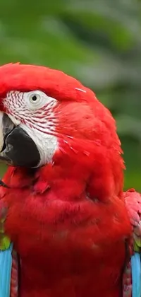 Bird Mammal Parrot Live Wallpaper