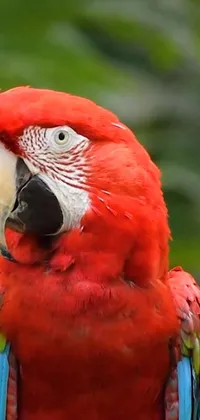 Enjoy an exotic and tropical ambiance on your phone with this live wallpaper of a red parrot perched on a tree branch