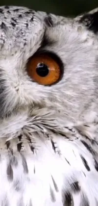 This phone live wallpaper features a highly detailed, close-up image of an owl perched on a tree branch