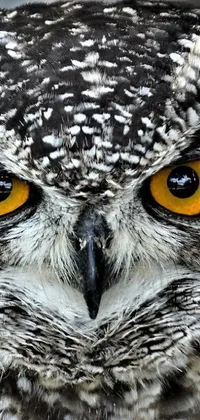 This lively phone wallpaper displays a zoomed in shot of an owl with a spotted and grizzled appearance