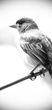 This stunning live wallpaper features a Black and White photograph of a bird on a wire, edited in Photoshop for soft, monochromatic colors