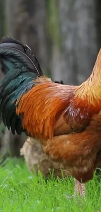 This live wallpaper features a realistic rooster standing on a green field, created by sumatraism
