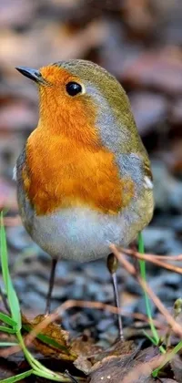 Experience the magic of nature on your phone with this stunning live wallpaper capturing the beauty of a small bird in a vibrant portrait