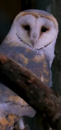 This phone live wallpaper showcases a stunning close-up portrait of an owl perched on a branch