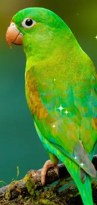 Bird Nature Green Live Wallpaper