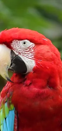 Bird Nature Parrot Live Wallpaper