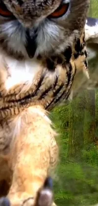 Bird Nature Screech Owl Live Wallpaper