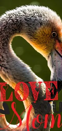 Bird Neck Beak Live Wallpaper