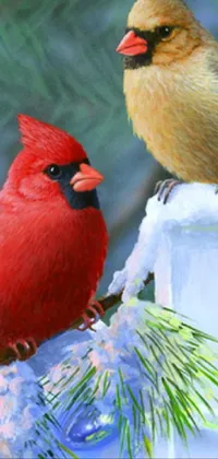 Bird Northern Cardinal Beak Live Wallpaper