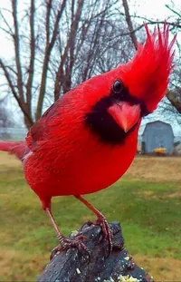 Bird Northern Cardinal Cardinal Live Wallpaper - download