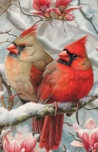 Bird Northern Cardinal Cardinal Live Wallpaper