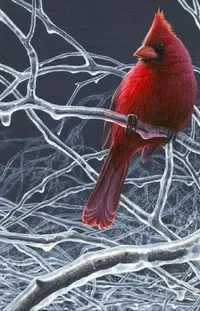 Bird Northern Cardinal Cardinal Live Wallpaper