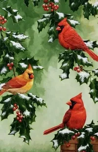 Bird Northern Cardinal Plant Live Wallpaper
