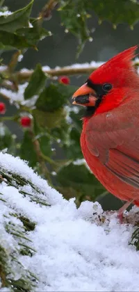 Bird Northern Cardinal Snow Live Wallpaper