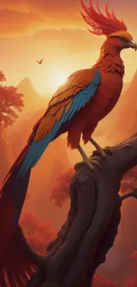 Bird Orange Beak Live Wallpaper