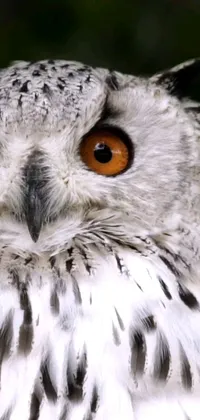 This live wallpaper features a stunning close up of an owl with orange eyes perched on a branch against a dark backdrop