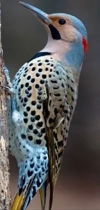 This phone live wallpaper is a close-up of a colorful bird perched on a tree