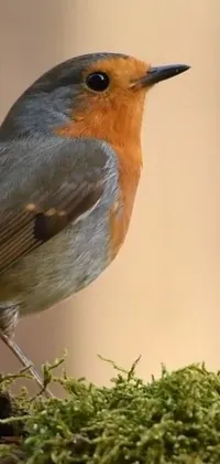 Bird Organism Beak Live Wallpaper