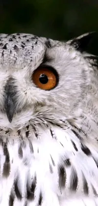 This phone live wallpaper features a stunning close-up of an owl with orange eyes on a dark background